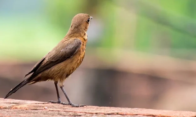 Die Nachtigall: Gesang und Lebensraum des Singvogels