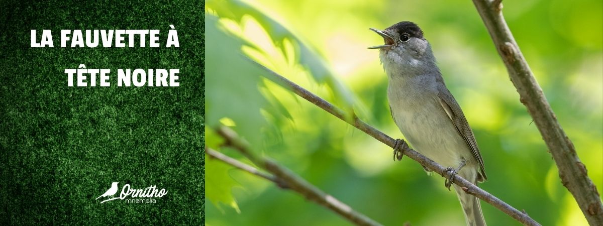 Comment reconnaître la fauvette à tête noire ?