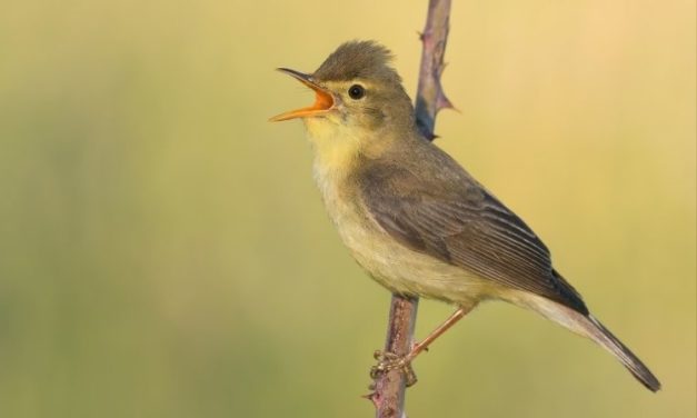 Comment reconnaître l’hypolaïs polyglotte ?