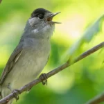 Blackcap Bird: Habitat, Diet, and Migration Explained