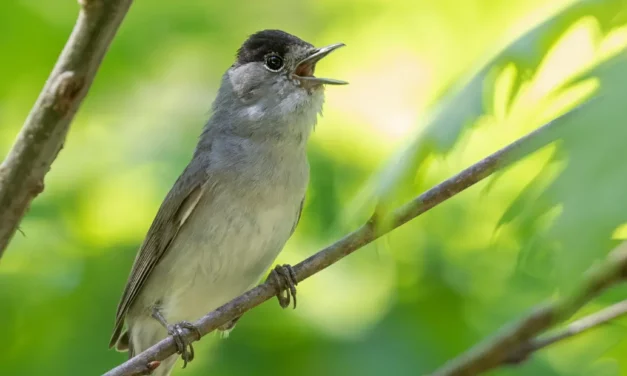 Capinera: tutto sull’habitat e il comportamento