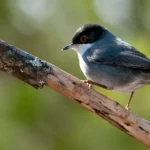 Birdwatcher’s Guide to the Sardinian Warbler