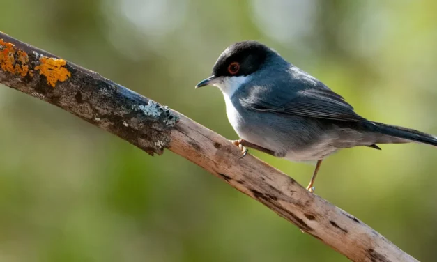 Tutto sull’Occhiocotto: habitat, comportamento e curiosità