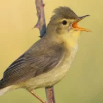 The Melodious Warbler: Habitat, Diet, and More