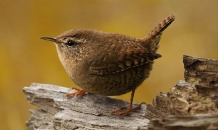 Comment reconnaître le troglodyte mignon ?