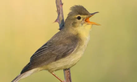 Alles over de Orpheusspotvogel: uiterlijk, gedrag en leefgebied