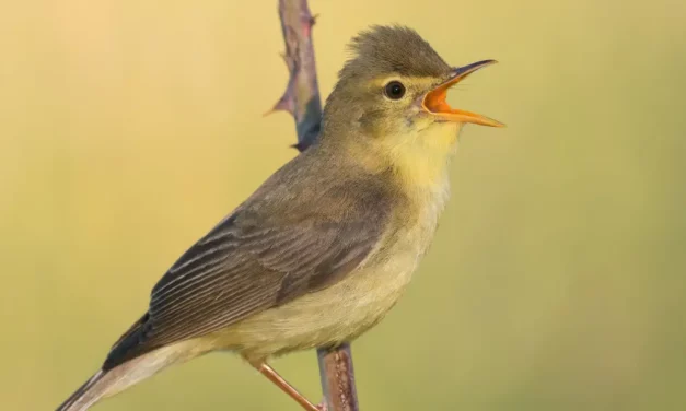 Scopri il Canapino: caratteristiche, habitat e canto