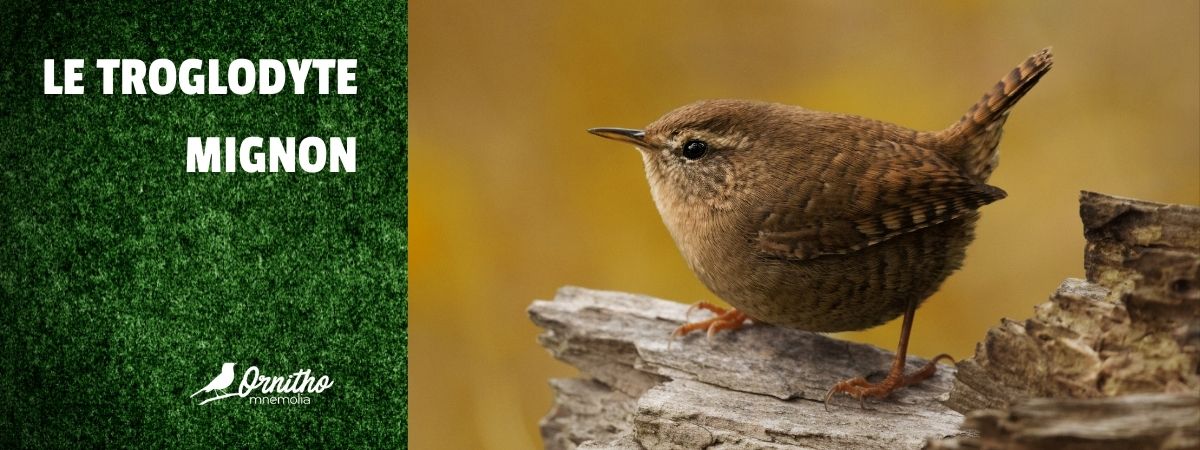 Comment reconnaître le troglodyte mignon ?