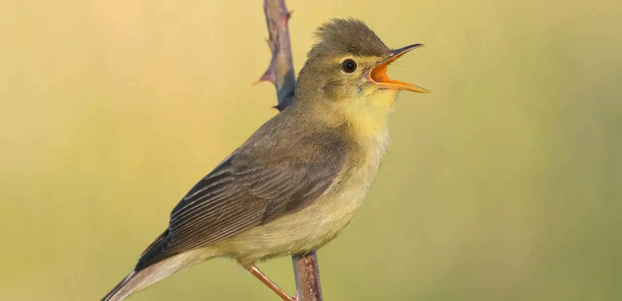 The Melodious Warbler: Habitat, Diet, and More