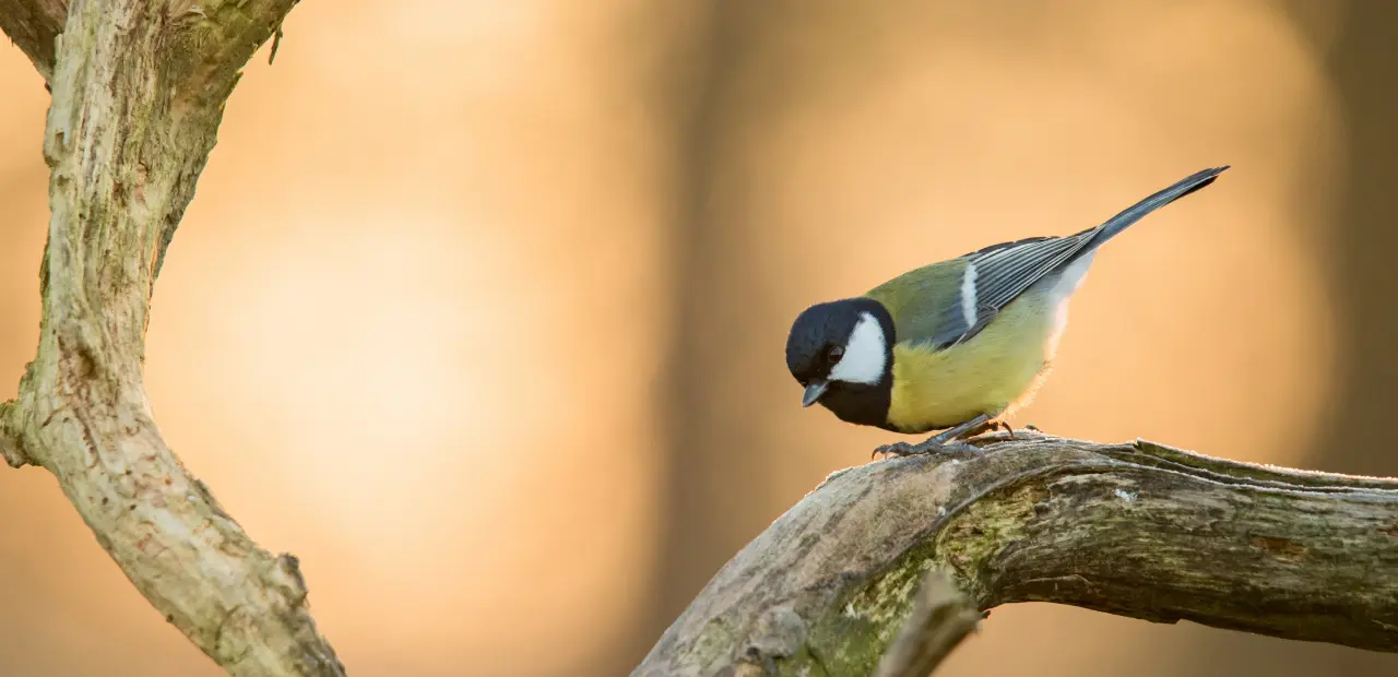 The Great Tit: Identification, Behavior, and Habitat