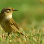 Discover the Willow Warbler: A Guide to Its Song and Habitat