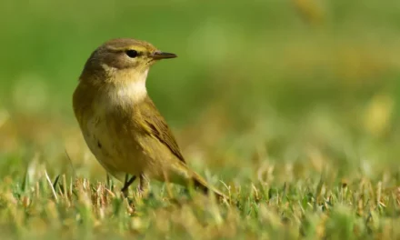 Características y canto del mosquitero musical