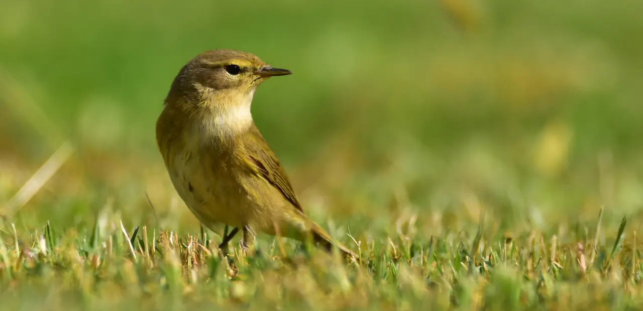 Discover the Willow Warbler: A Guide to Its Song and Habitat