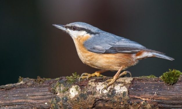 Comment reconnaître la sittelle torchepot ?