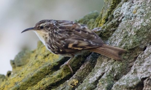 Comment reconnaître le grimpereau des jardins ?