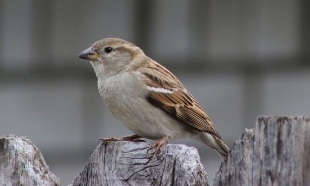 Comment reconnaître le moineau domestique ?