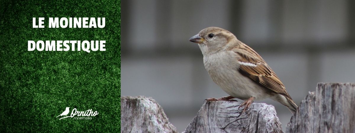 Comment reconnaître le moineau domestique ?