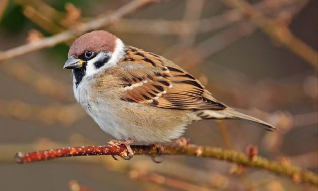 Comment reconnaître le moineau friquet ?