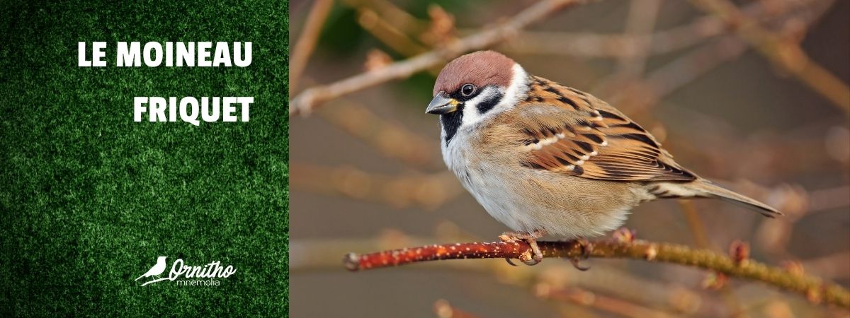 Comment reconnaître le moineau friquet ?