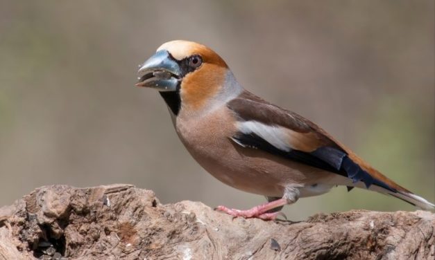 Comment reconnaître le grosbec casse-noyaux ?