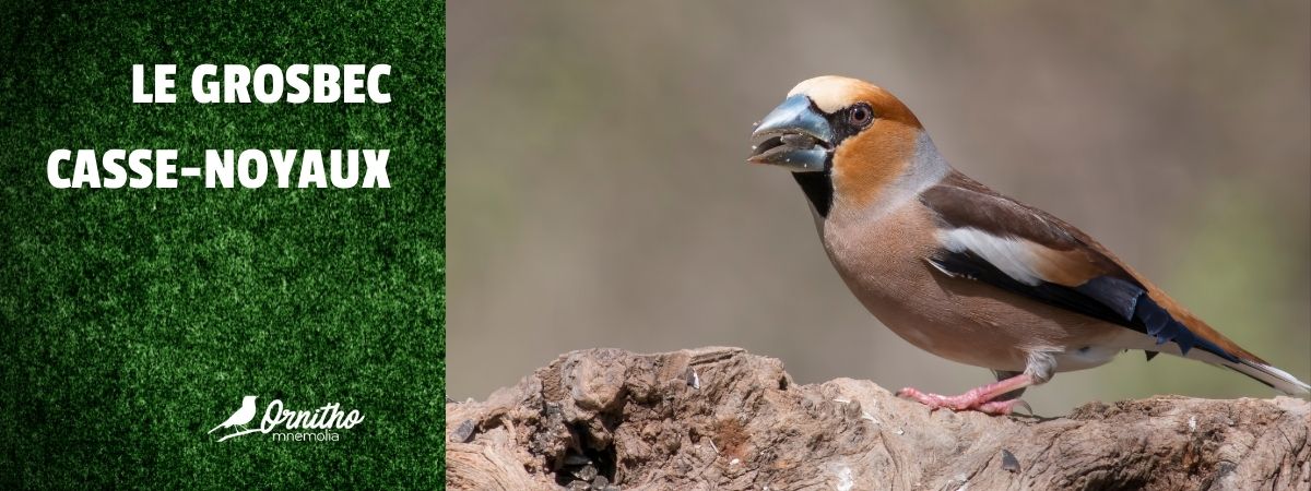 Comment reconnaître le grosbec casse-noyaux ?