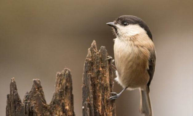 Comment reconnaître la mésange boréale ?