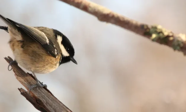 Características y hábitos del carbonero garrapinos