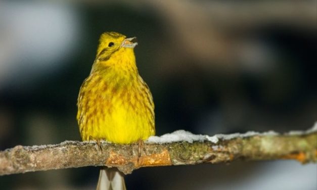 Comment reconnaître le bruant jaune ?