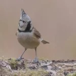 Características y hábitat del herrerillo capuchino