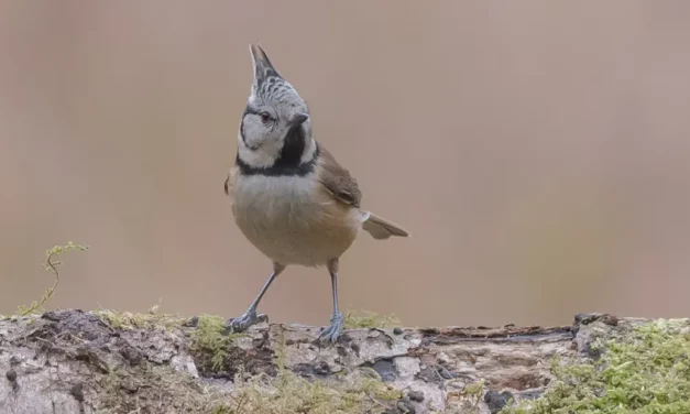 Características y hábitat del herrerillo capuchino