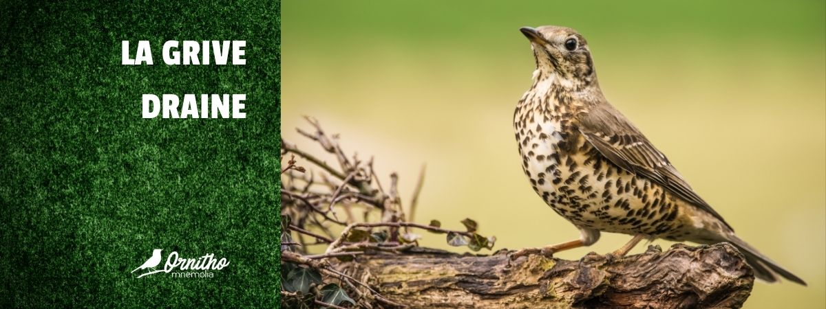 Comment reconnaître la grive draine ?