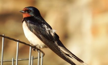 Comment reconnaître l’hirondelle de cheminée ?