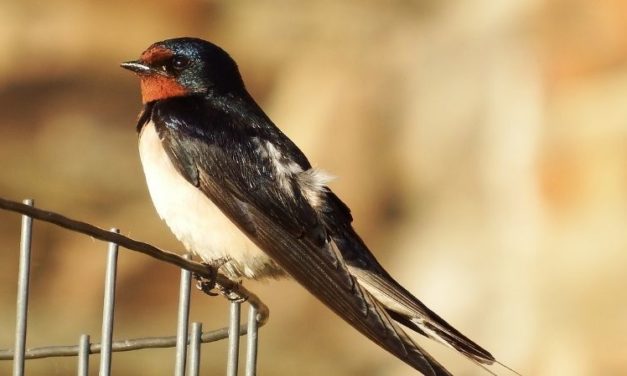 Comment reconnaître l’hirondelle de cheminée ?