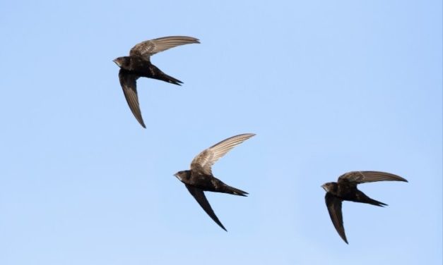 Comment reconnaître le martinet noir ?