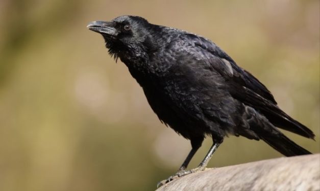 Comment reconnaître la corneille noire ?