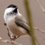 Características y hábitat del carbonero palustre