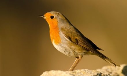 Comment reconnaître le rouge-gorge ?