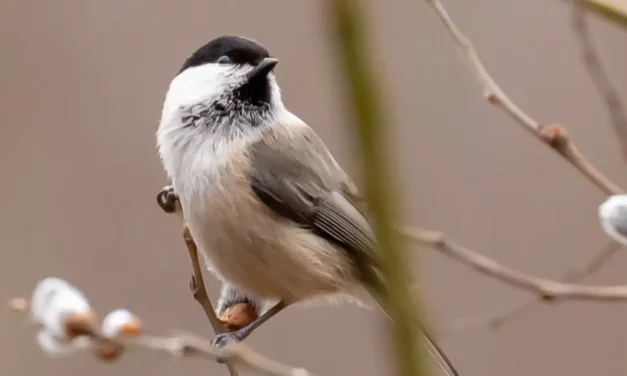 Características y hábitat del carbonero palustre