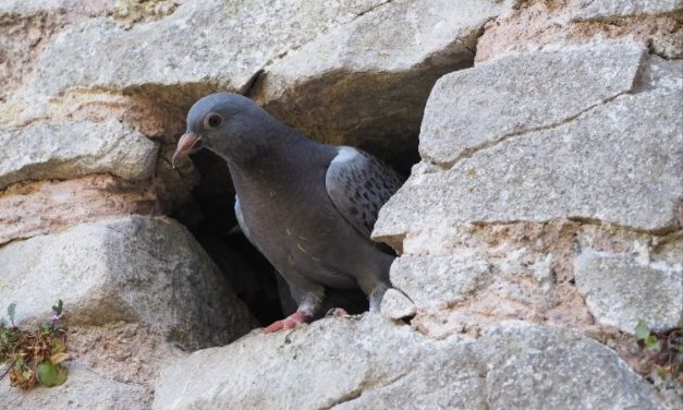 Comment reconnaître le pigeon domestique ?