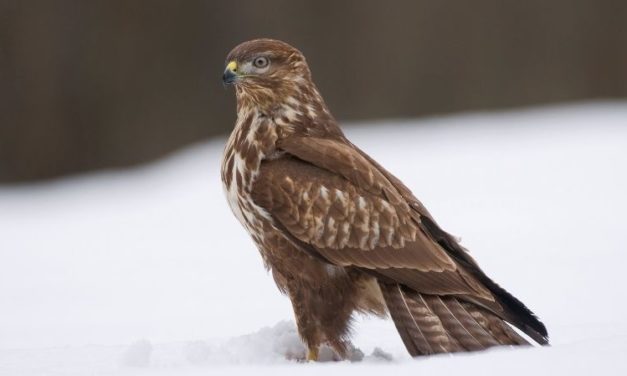 Comment reconnaître la buse variable ?