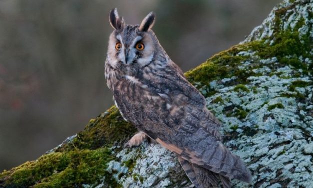 Comment reconnaître le hibou moyen duc ?