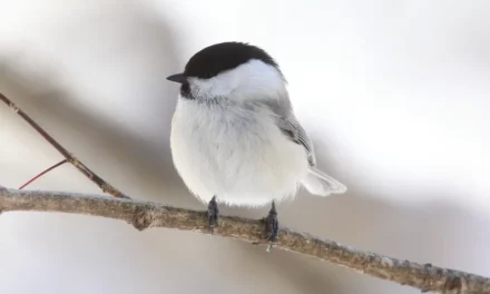 How to Identify the Willow Tit and Its Habits