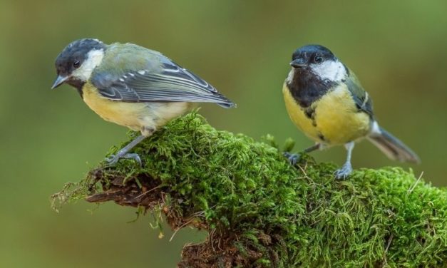 Comment reconnaître la mésange charbonnière ?