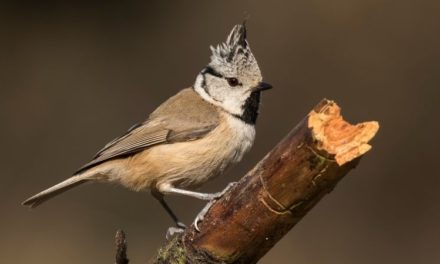 Comment reconnaître la mésange huppée ?