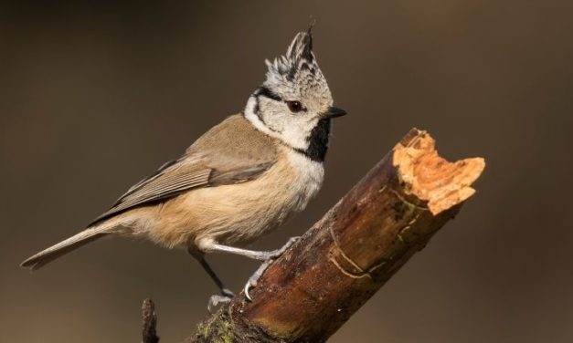 Comment reconnaître la mésange huppée ?