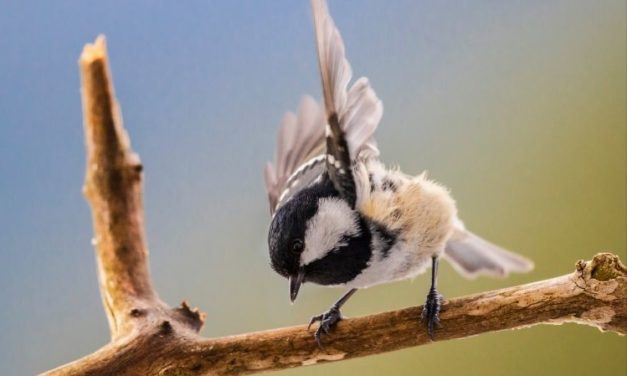 Comment reconnaître la mésange noire ?