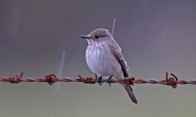 Comment reconnaître le gobe-mouche gris ?