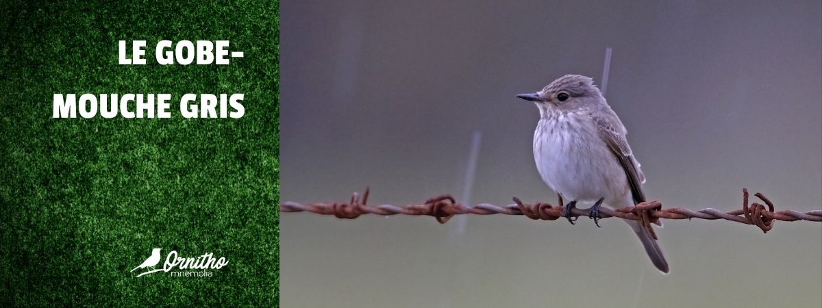 Comment reconnaître le gobe-mouche gris ?