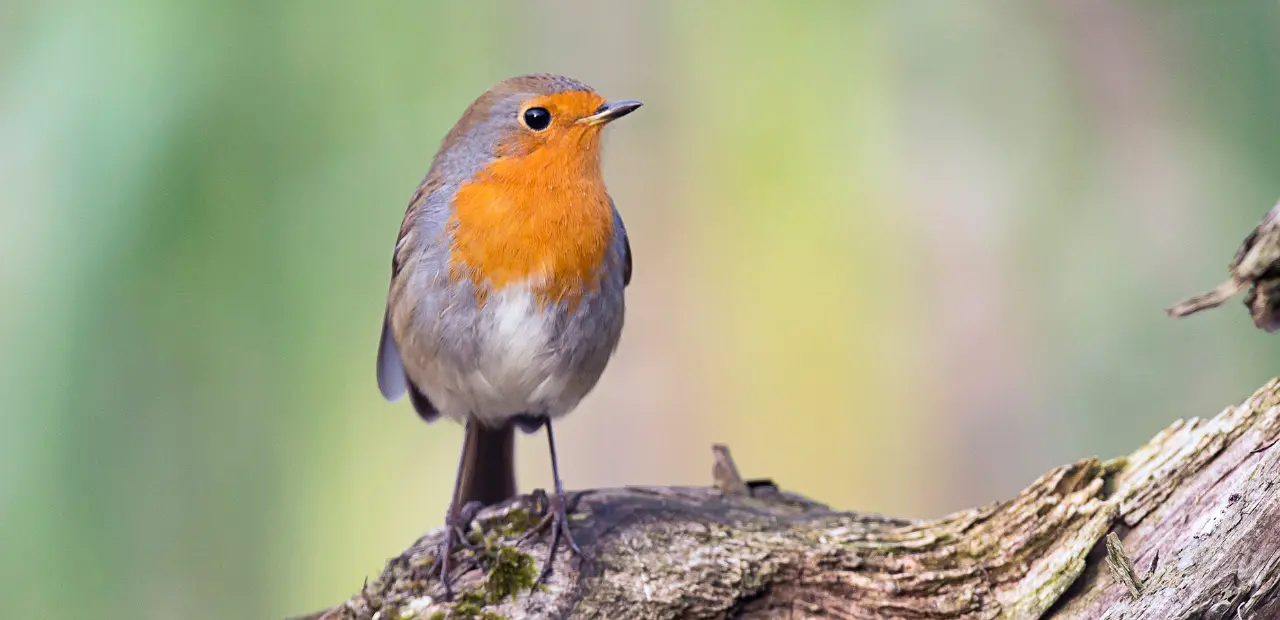 European Robin: Identification, Songs, and Behavior