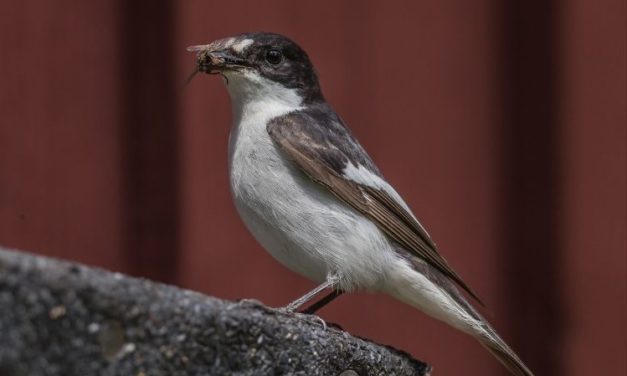 Comment reconnaître le gobe-mouche noir ?